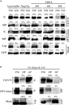 Dichorhaviruses Movement Protein and Nucleoprotein Form a Protein Complex That May Be Required for Virus Spread and Interacts in vivo With Viral Movement-Related Cilevirus Proteins